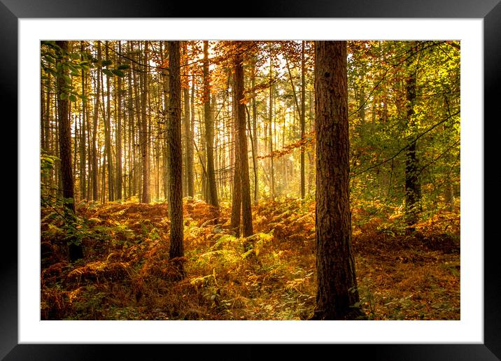 Autumn Woodland Framed Mounted Print by David Belcher
