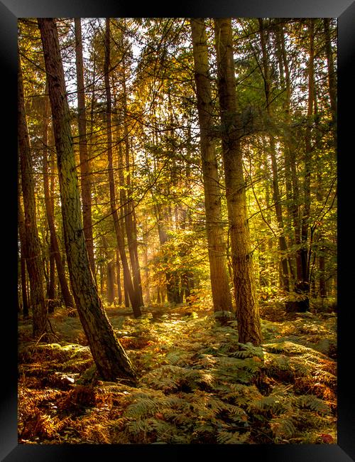 Autumn Woodland Framed Print by David Belcher