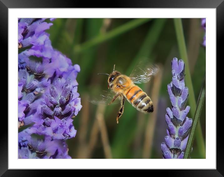 Bee flying in lavender Framed Mounted Print by David Belcher