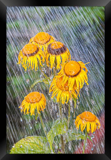 Flowers in the rain Framed Print by David Belcher