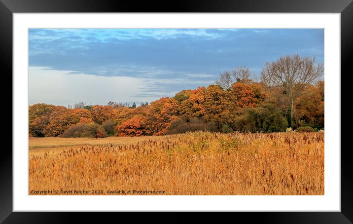Autumn colours Framed Mounted Print by David Belcher