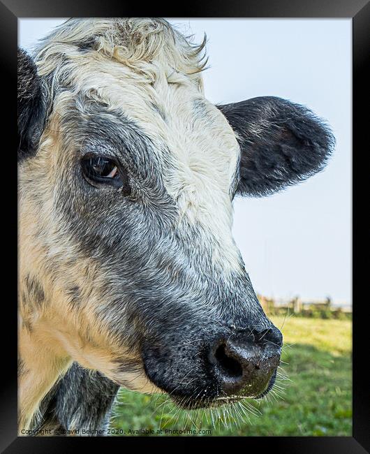 Head of a cow Framed Print by David Belcher