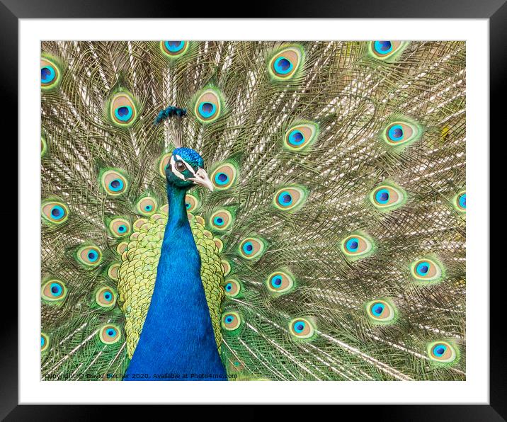 Peacock Framed Mounted Print by David Belcher