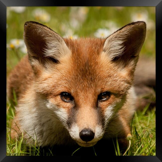 Fox cub Framed Print by David Belcher