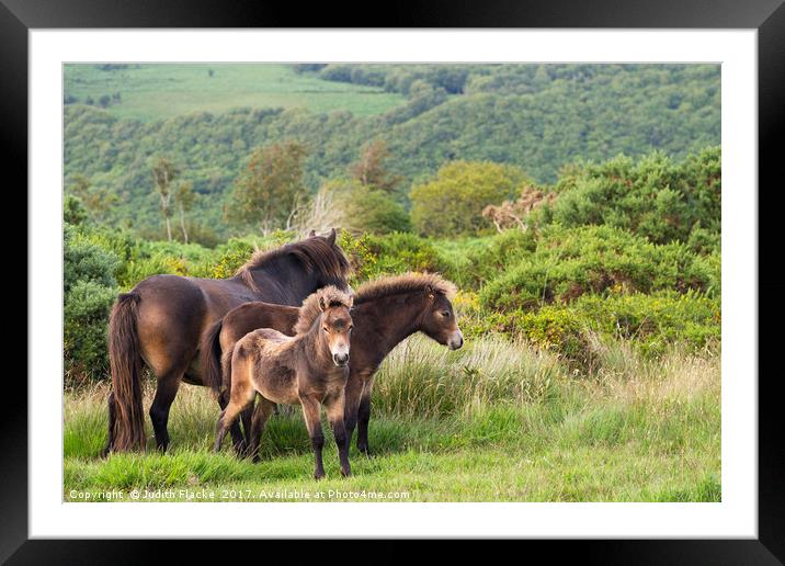 Exmoor ponies, family group Framed Mounted Print by Judith Flacke