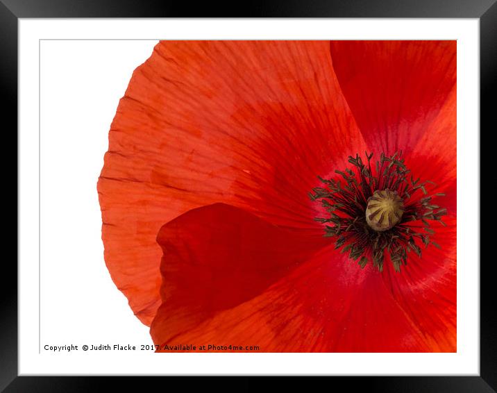 Red poppy Framed Mounted Print by Judith Flacke