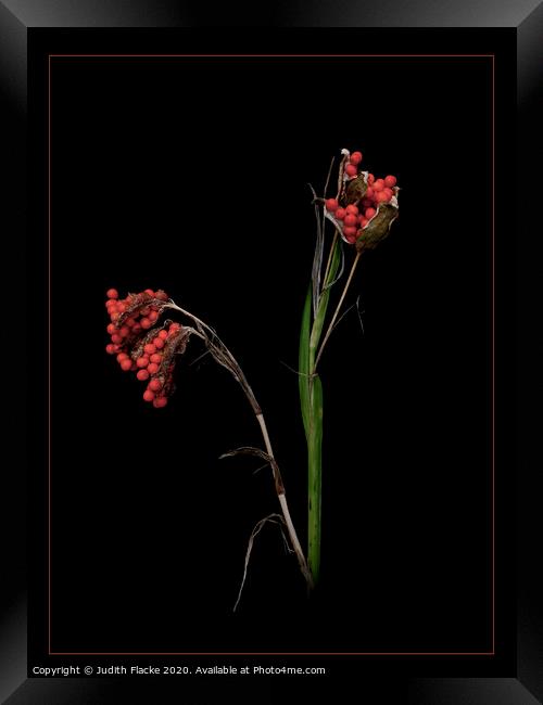 Iris foetidissima seeds Framed Print by Judith Flacke