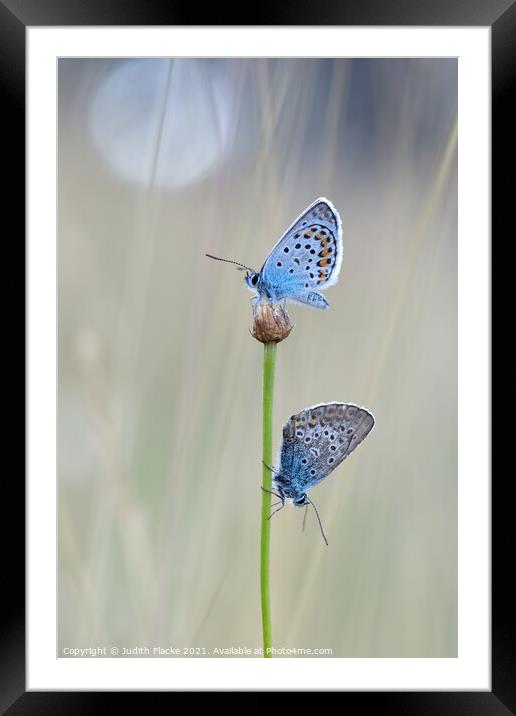 Silver-studded Blue Butterflies - Plebejus argus,  Framed Mounted Print by Judith Flacke