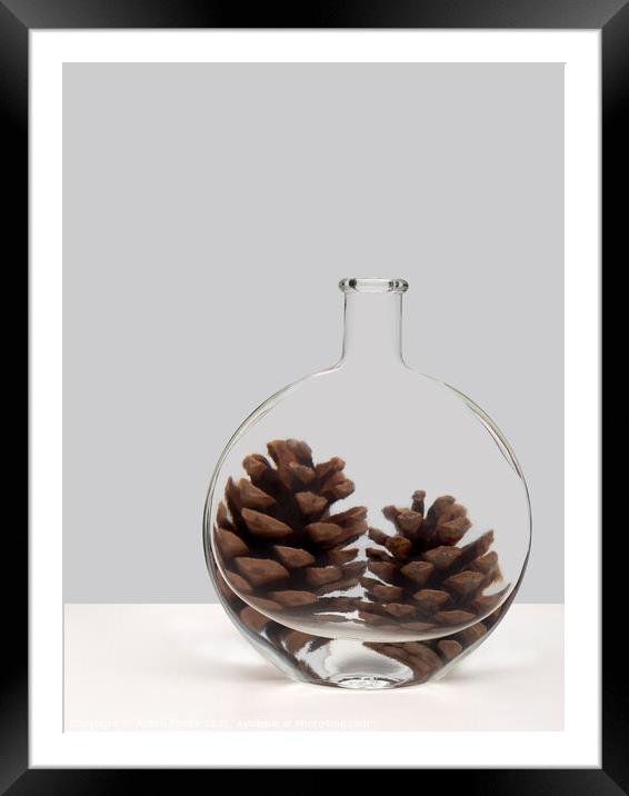 Pine cone refraction. Framed Mounted Print by Judith Flacke