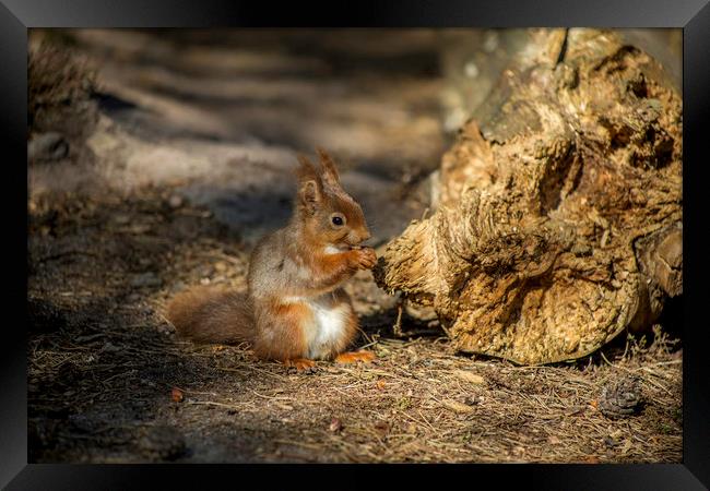 Red squirrel Framed Print by David Morton