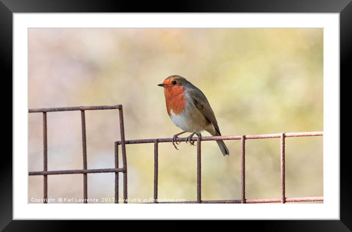 Robin Framed Mounted Print by Karl Lawrence