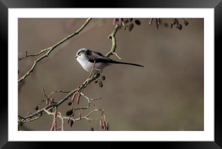 Chilling On The Branch Framed Mounted Print by Karl Lawrence