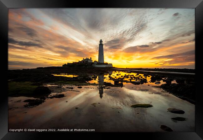 St Marys lighthouse sunrise 23rd may Framed Print by david siggens