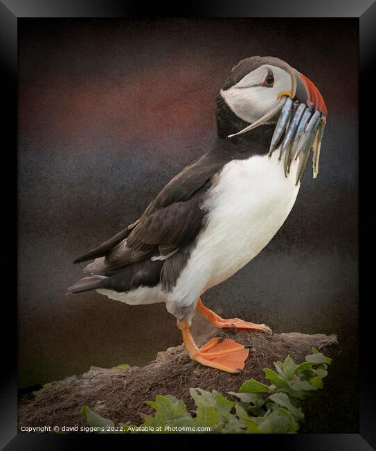 puffin with sand eeels Framed Print by david siggens