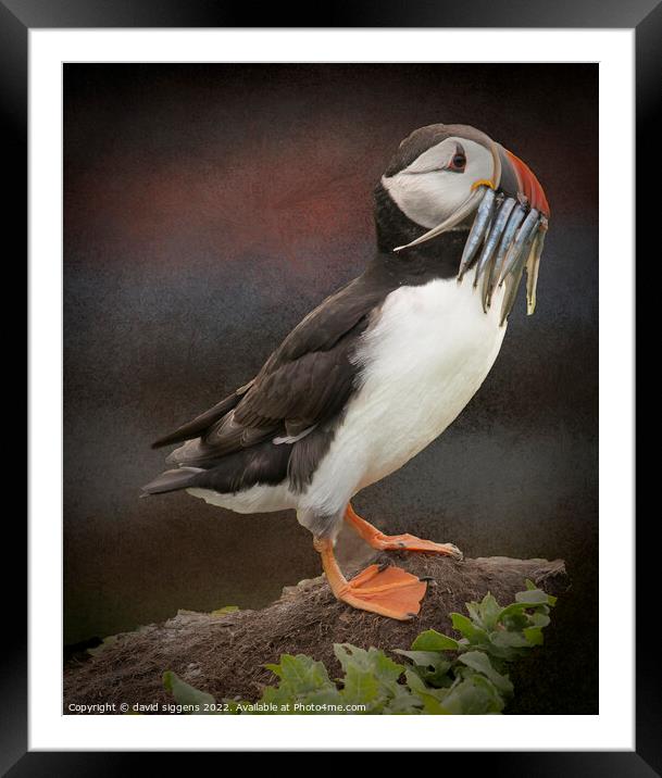 puffin with sand eeels Framed Mounted Print by david siggens
