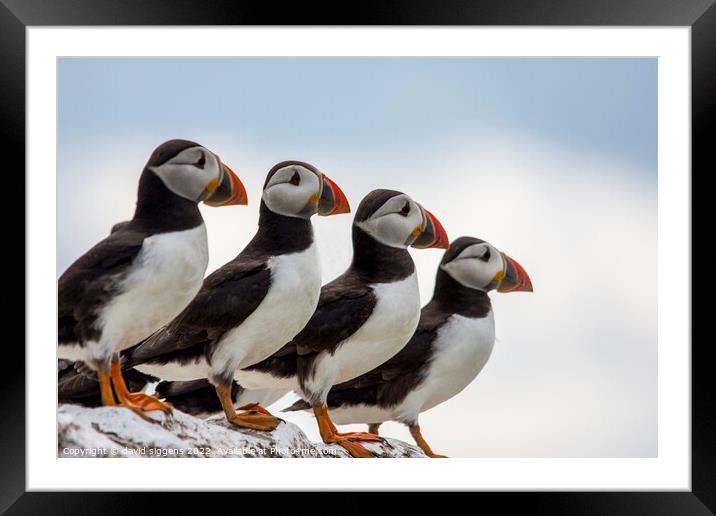 4 Puffins Framed Mounted Print by david siggens