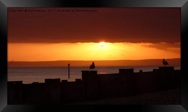 Seagulls at sunset Framed Print by lizzie leeson