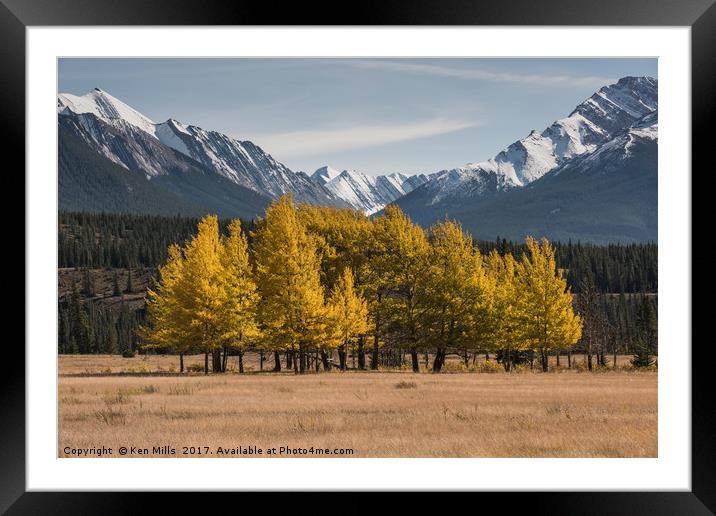 Aspens - Kooteney Plains Canada Framed Mounted Print by Ken Mills