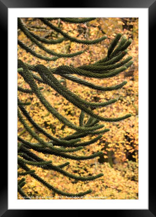 Monkey Puzzle Tree - Elan Valley Framed Mounted Print by Ken Mills