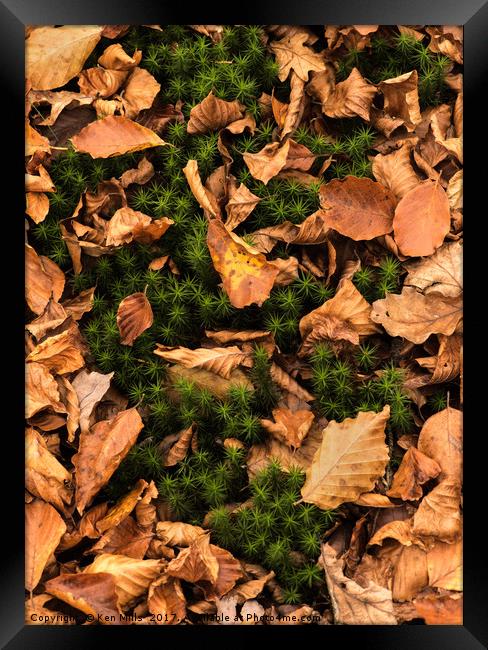 Autumn Leaves in Wentwood Forest  Framed Print by Ken Mills