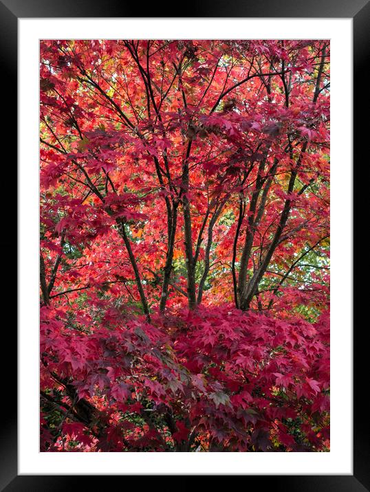 Japanese Maple Framed Mounted Print by Ken Mills