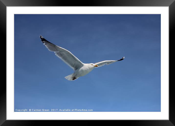 Herring gull soaring the skies in Lyme Bay Framed Mounted Print by Carmen Green
