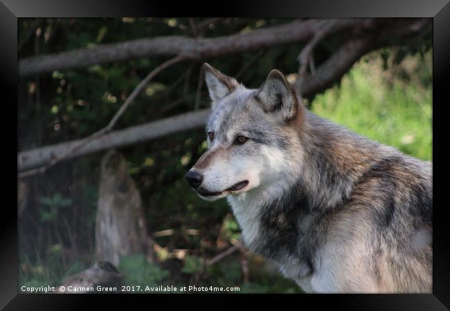 Grey wolf (Canis lupus) Framed Print by Carmen Green