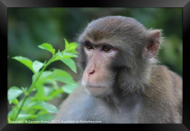 Macaque staring off into the distance at Kam Shan  Framed Print by Carmen Green