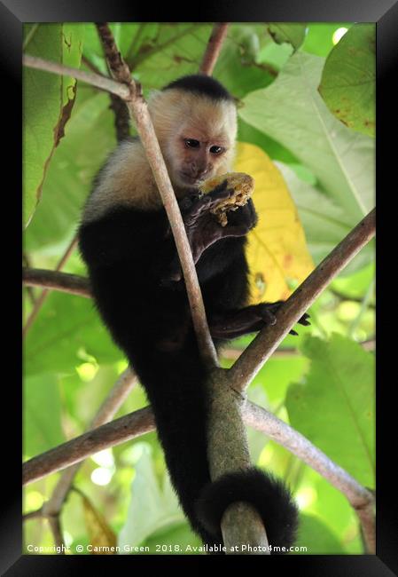 White-headed Capuchin Monkey, Costa Rica Framed Print by Carmen Green
