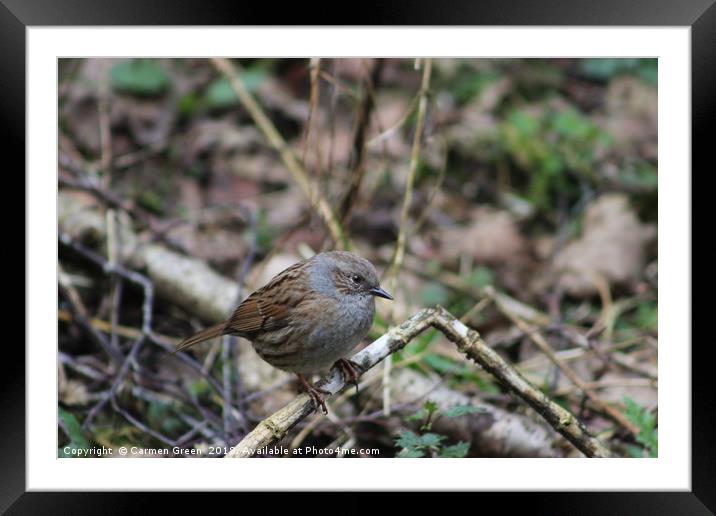 Dunnock Framed Mounted Print by Carmen Green