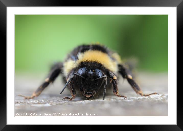 Bumblebee at rest Framed Mounted Print by Carmen Green