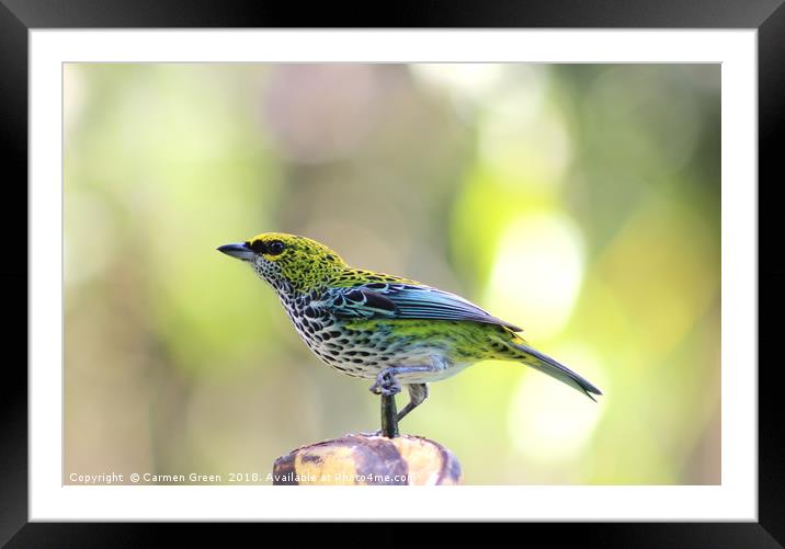 Speckled Tanager, Costa Rica Framed Mounted Print by Carmen Green