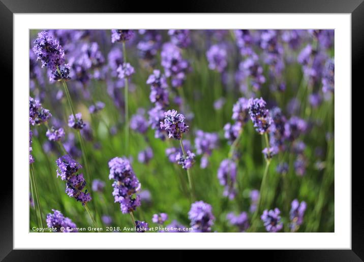 Lavender in the garden  Framed Mounted Print by Carmen Green