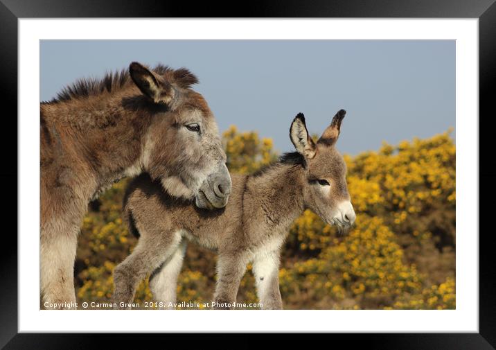 Mother donkey with her baby Framed Mounted Print by Carmen Green