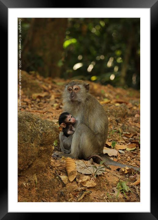 Mother and baby macaques in Langkawi Framed Mounted Print by Carmen Green