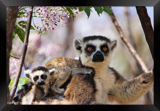 Mother and baby lemurs in Madagascar Framed Print by Carmen Green