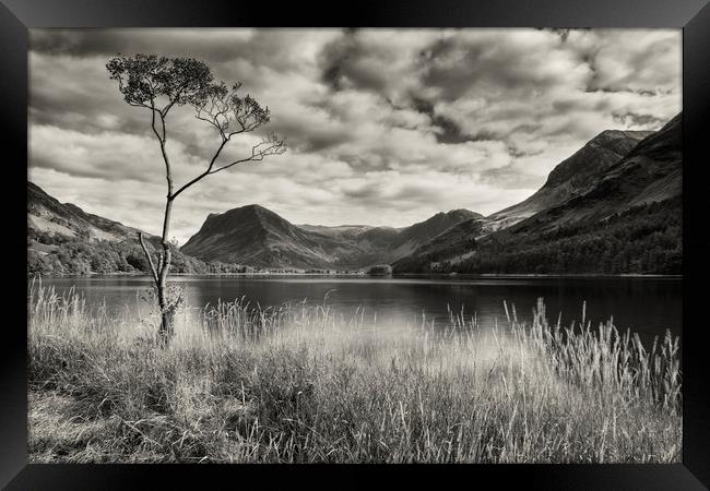 Lone tree at Buttermere Framed Print by Peter Scott