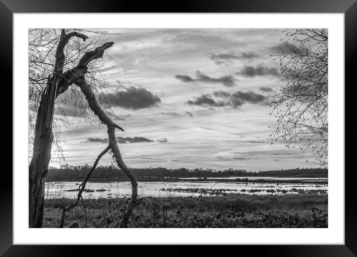 The Cracked Tree  Framed Mounted Print by Colin Stock