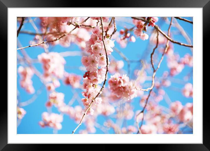 Spring Love Framed Mounted Print by Tara Why