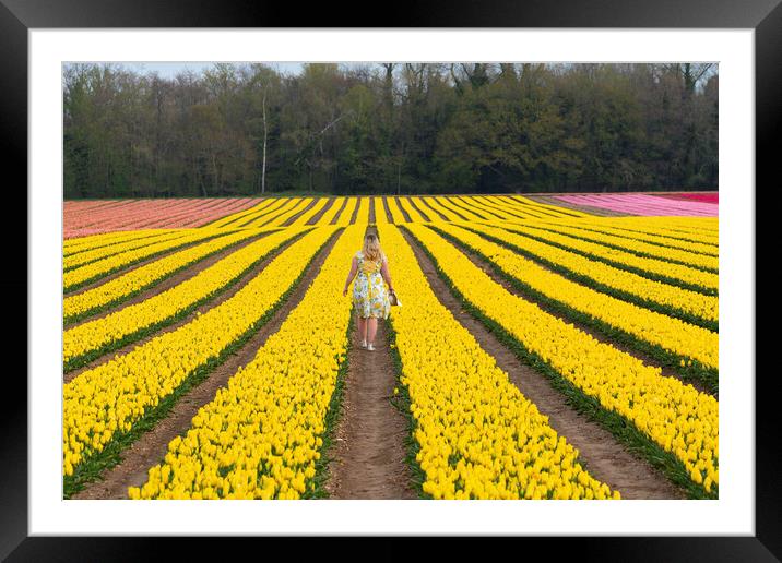 Norfolk Tulip field, 3rd May 2021 Framed Mounted Print by Andrew Sharpe