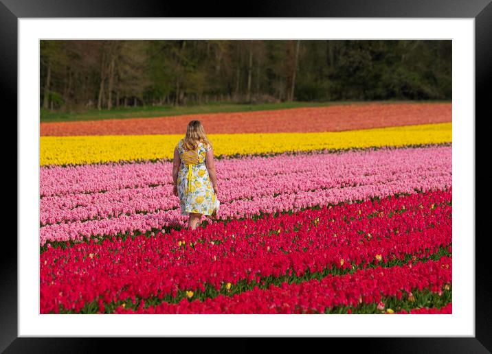 Norfolk Tulip field, 3rd May 2021 Framed Mounted Print by Andrew Sharpe