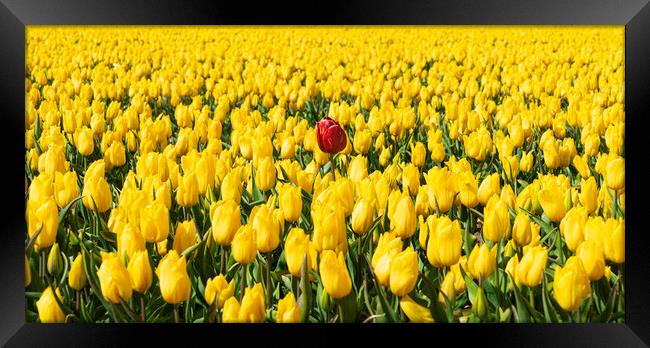 Hillington, Norfolk. Tulip fields, 5th May 2021 Framed Print by Andrew Sharpe