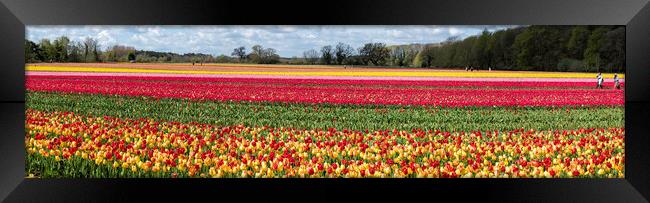 Hillington, Norfolk. Tulip fields, 5th May 2021 Framed Print by Andrew Sharpe