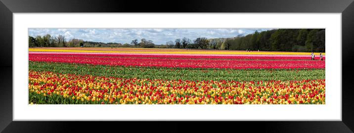 Hillington, Norfolk. Tulip fields, 5th May 2021 Framed Mounted Print by Andrew Sharpe