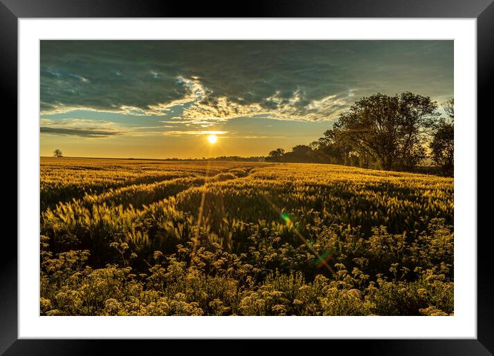 Sunrise over a field of barley, 29th May 2021 Framed Mounted Print by Andrew Sharpe