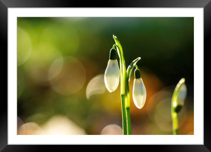 Snowdrops in St Andrew's churchyard, Sutton-in-the-Isle Framed Mounted Print by Andrew Sharpe