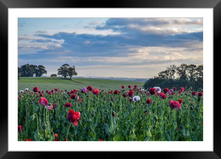 Poppy fields Framed Mounted Print by James Sedgemore