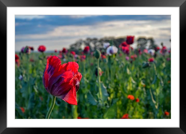 Poppy fields. Framed Mounted Print by James Sedgemore