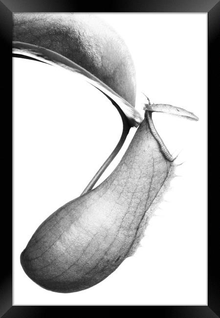 Nepenthes Framed Print by David Hill