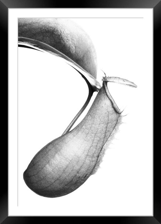 Nepenthes Framed Mounted Print by David Hill